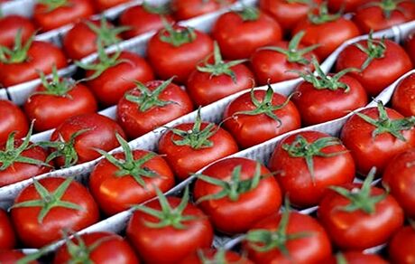 عوارض صادراتی گوجه فرنگی تعیین شد