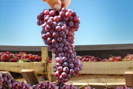 برداشت ۲۰ هزار تن انگور یاقوتی در استان سیستان و بلوچستان