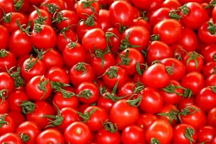 برای حل مشکل گوجه فرنگی، ۳ ماه صبر کنید