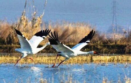 جزئیات انتقال یک درنای سیبری از بلژیک به ایران