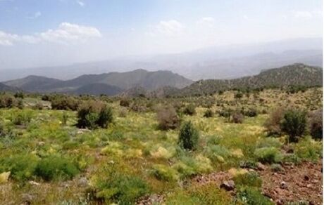 سه نوع گیاه دارویی در گچساران در معرض انقراض