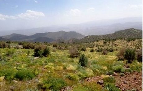 سه نوع گیاه دارویی در گچساران در معرض انقراض