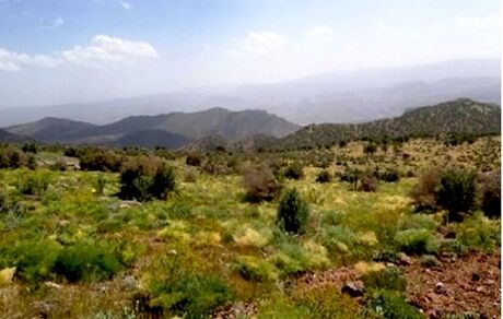 سه نوع گیاه دارویی در گچساران در معرض انقراض