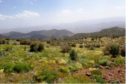 سه نوع گیاه دارویی در گچساران در معرض انقراض
