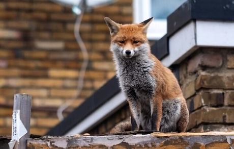اعلام دلیل افزایش حضور روباه در تهران