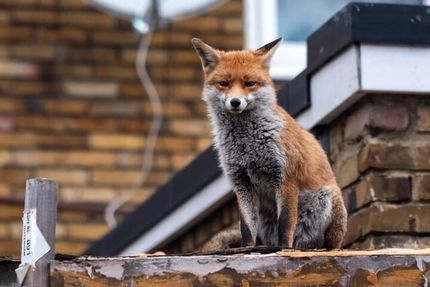 اعلام دلیل افزایش حضور روباه در تهران