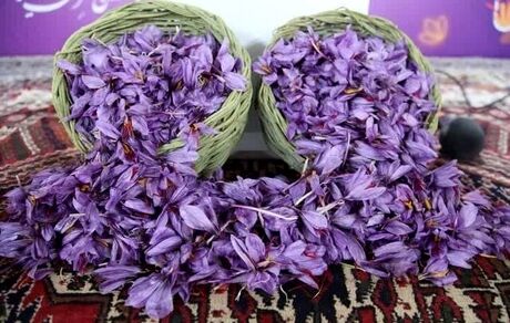 سومین جشنواره زعفران راویز برگزار شد