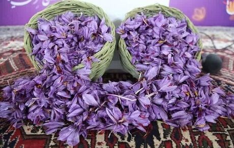 سومین جشنواره زعفران راویز برگزار شد