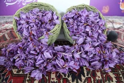 سومین جشنواره زعفران راویز برگزار شد