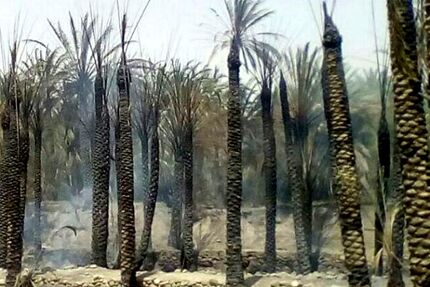 ۱۰۵ نفر نخل در سیستان و بلوچستان سوخت