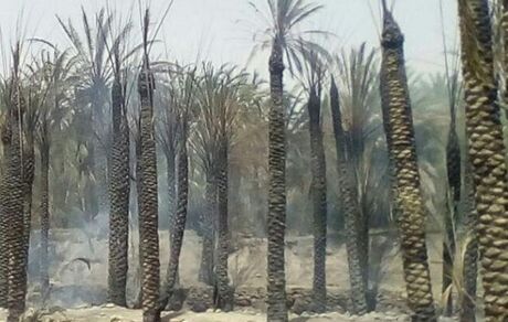 ۱۰۵ نفر نخل در سیستان و بلوچستان سوخت
