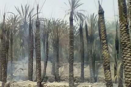 ۱۰۵ نفر نخل در سیستان و بلوچستان سوخت