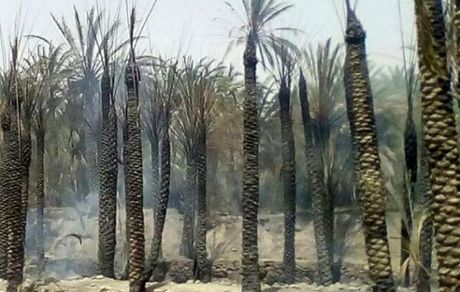 ۱۰۵ نفر نخل در سیستان و بلوچستان سوخت