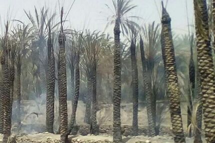 ۱۰۵ نفر نخل در سیستان و بلوچستان سوخت