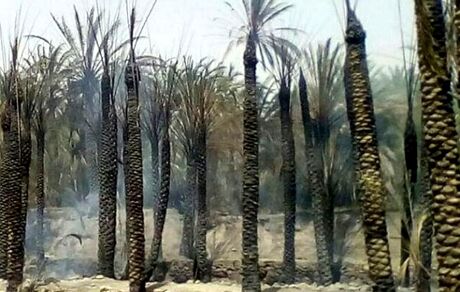 ۱۰۵ نفر نخل در سیستان و بلوچستان سوخت