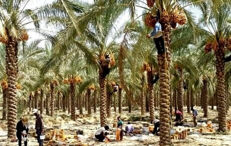 تولید بیش از یک میلیون تن خرما در سال گذشته