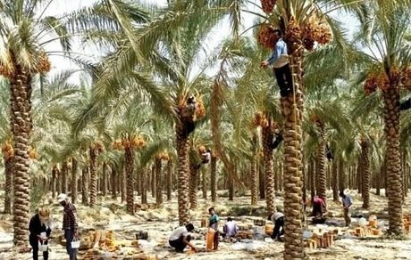 تولید بیش از یک میلیون تن خرما در سال گذشته
