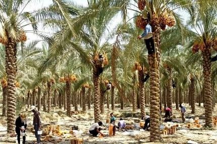 تولید بیش از یک میلیون تن خرما در سال گذشته