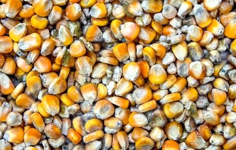 ۵ هزار تن ذرت دپو شده در گمرک فاسد شد