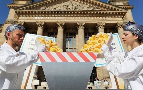 توقف کشتار جوجه خروس‌ها در فرانسه