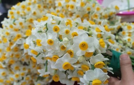 جشنواره گردشگری گل نرگس در سمنان برگزار می‌شود