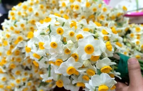 جشنواره گردشگری گل نرگس در سمنان برگزار می‌شود