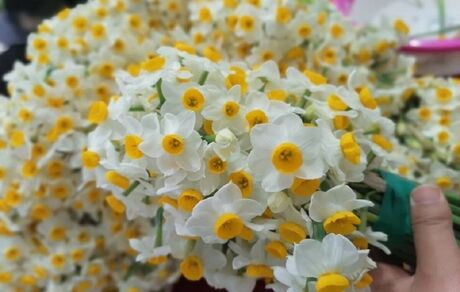 جشنواره گردشگری گل نرگس در سمنان برگزار می‌شود