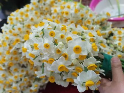 جشنواره گردشگری گل نرگس در سمنان برگزار می‌شود