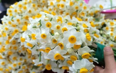 جشنواره گردشگری گل نرگس در سمنان برگزار می‌شود