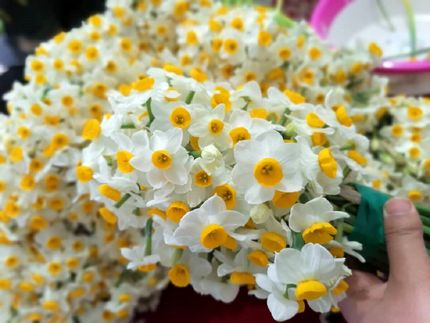 جشنواره گردشگری گل نرگس در سمنان برگزار می‌شود