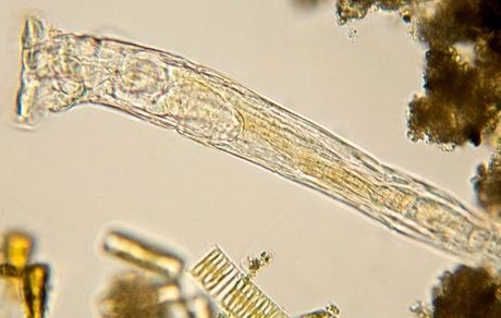 در خاک منجمد، موجودات ذرهبینی قطب شمال ۲۴ هزار سال زنده ماندند