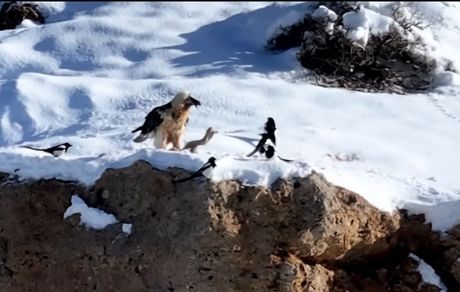 مشاهده مجدد همای سعادت در منطقه حفاظت‌شده قیصری