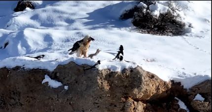 مشاهده مجدد همای سعادت در منطقه حفاظت‌شده قیصری