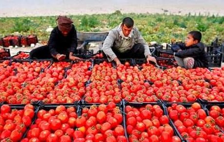 ماجرای ابطال ممنوعیت صادرات صیفی‌جات چه بود؟