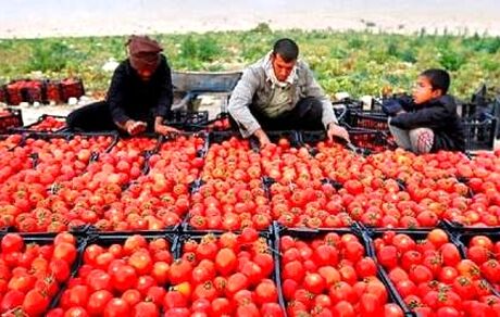 ماجرای ابطال ممنوعیت صادرات صیفی‌جات چه بود؟