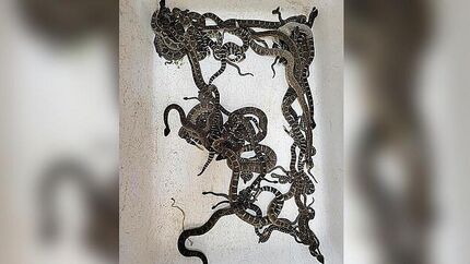 پیدا شدن ۹۰ مار زنگی از زیر خانه یک زن آمریکایی