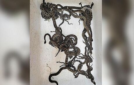 پیدا شدن ۹۰ مار زنگی از زیر خانه یک زن آمریکایی
