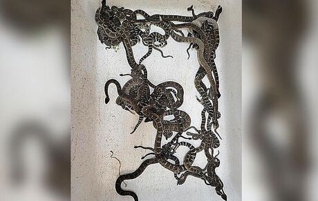 پیدا شدن ۹۰ مار زنگی از زیر خانه یک زن آمریکایی