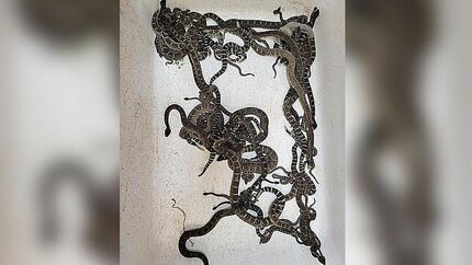 پیدا شدن ۹۰ مار زنگی از زیر خانه یک زن آمریکایی