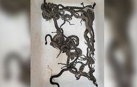 پیدا شدن ۹۰ مار زنگی از زیر خانه یک زن آمریکایی