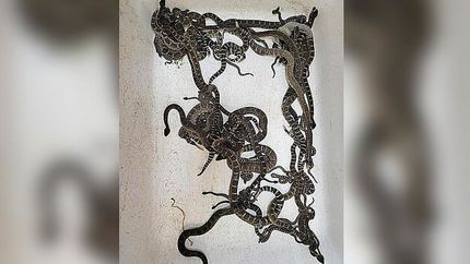 پیدا شدن ۹۰ مار زنگی از زیر خانه یک زن آمریکایی