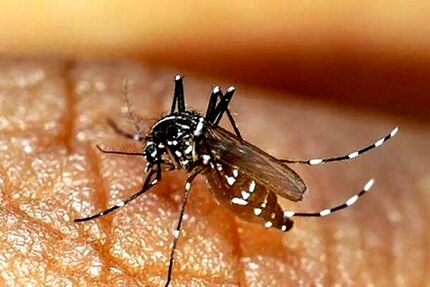 افزایش مبتلایان به تب دنگی در استان هرمزگان به ۱۷۹ نفر