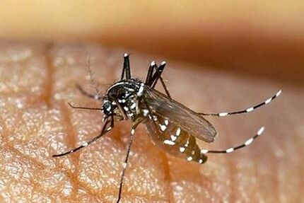 افزایش مبتلایان به تب دنگی در استان هرمزگان به ۱۷۹ نفر