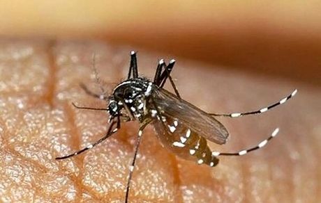 افزایش مبتلایان به تب دنگی در استان هرمزگان به ۱۷۹ نفر