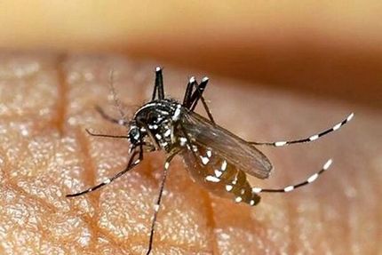 افزایش مبتلایان به تب دنگی در استان هرمزگان به ۱۷۹ نفر