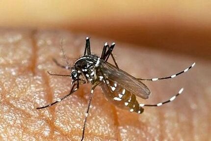 افزایش مبتلایان به تب دنگی در استان هرمزگان به ۱۷۹ نفر