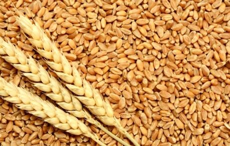 رئیس انجمن غلات ایران: واردات گندم از سوی بخش خصوصی اجرایی شد