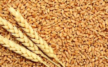 رئیس انجمن غلات ایران: واردات گندم از سوی بخش خصوصی اجرایی شد