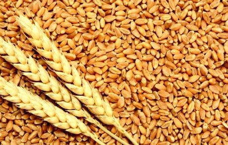 رئیس انجمن غلات ایران: واردات گندم از سوی بخش خصوصی اجرایی شد