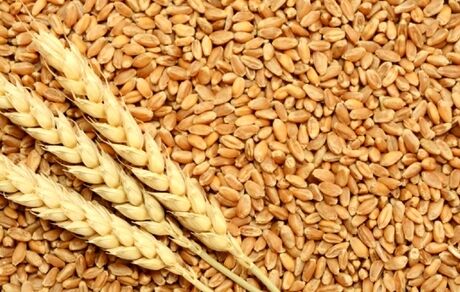 رئیس انجمن غلات ایران: واردات گندم از سوی بخش خصوصی اجرایی شد